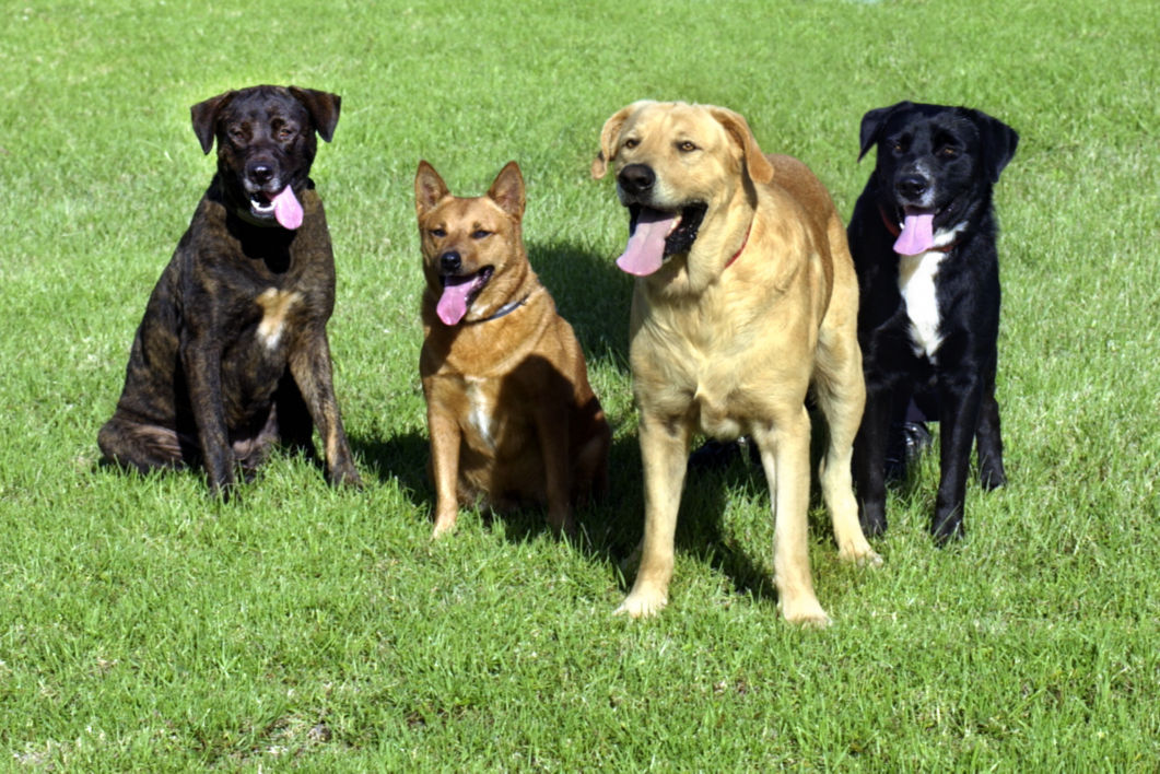 In Normal, it is against the law to make faces at dogs.